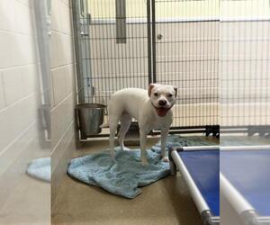 Argentinian Mastiff-Unknown Mix Dogs for adoption in Santa Maria, CA, USA