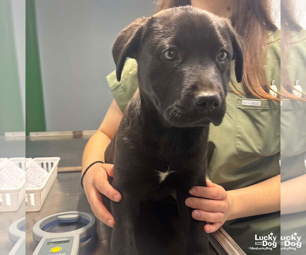 Medium Photo #2 Retriever -Unknown Mix Puppy For Sale in Washington, DC, USA