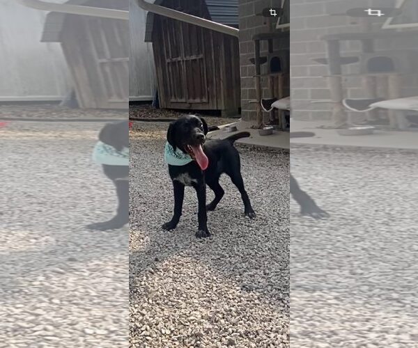 Medium Photo #4 Labrador Retriever-Unknown Mix Puppy For Sale in Frenchburg, KY, USA