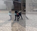 Small #3 Labrador Retriever Mix