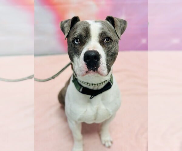 Medium Photo #4 Mutt Puppy For Sale in Manahawkin, NJ, USA