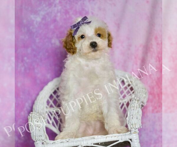 Medium Photo #29 Poodle (Toy) Puppy For Sale in WARSAW, IN, USA
