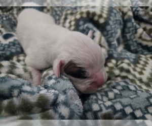 Boxer Puppy for Sale in COMMERCE CITY, Colorado USA