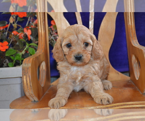 Medium Photo #25 Cavapoo Puppy For Sale in GREENWOOD, WI, USA