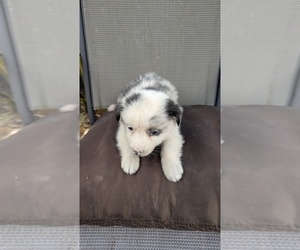 Miniature Australian Shepherd Puppy for sale in ADAIRSVILLE, GA, USA