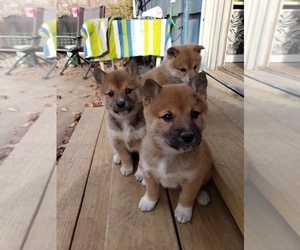 Shiba Inu Puppy for sale in KANSAS CITY, MO, USA