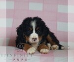 Small #2 Bernese Mountain Dog