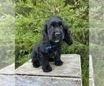 Small #3 Cocker Spaniel