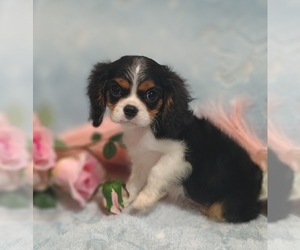 Cavalier King Charles Spaniel Puppy for sale in ELIZABETHTON, TN, USA