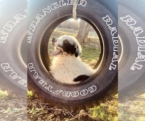 Australian Shepherd Puppy for sale in HILLSBORO, WI, USA