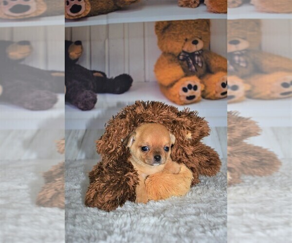 Medium Photo #5 Chihuahua Puppy For Sale in HAMPTON, VA, USA