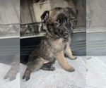 Small Photo #1 Belgian Malinois Puppy For Sale in CADIZ, KY, USA