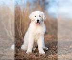 Small #3 Maremma Sheepdog