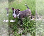 Small #7 American Pit Bull Terrier-Labrador Retriever Mix