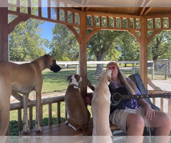 Medium Photo #5 Great Dane Puppy For Sale in NEWARK, OH, USA