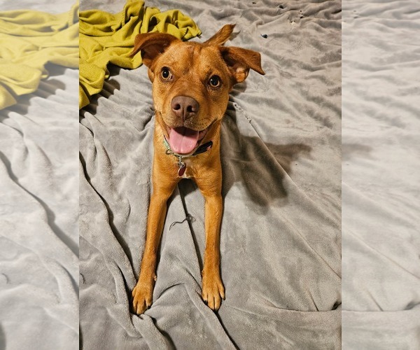 Medium Photo #1 Mutt Puppy For Sale in Calhoun, GA, USA