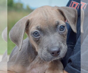 Carol - Female Mutt Dog for Adoption - Photo #7
