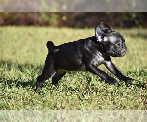 Medium Photo #6 Pug Puppy For Sale in PALM COAST, FL, USA