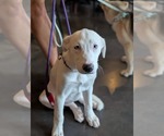 Small American Pit Bull Terrier-Great Pyrenees Mix