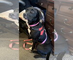 Small #2 Labrador Retriever Mix