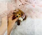 Small #26 Poodle (Toy)