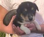 Puppy Nessie Border Collie-English Shepherd Mix