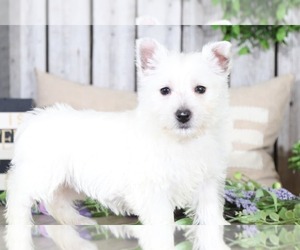 West Highland White Terrier Puppy for sale in MOUNT VERNON, OH, USA