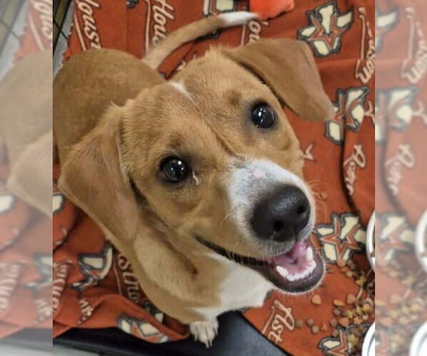 Medium Photo #7 Jack-A-Bee Puppy For Sale in Princeton, MN, USA