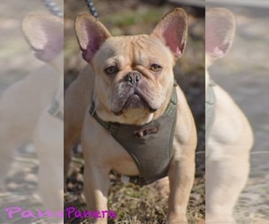Mother of the French Bulldog puppies born on 02/24/2024