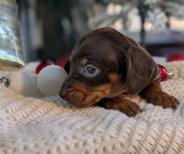 Medium Photo #10 Dachshund Puppy For Sale in GOSHEN, IN, USA