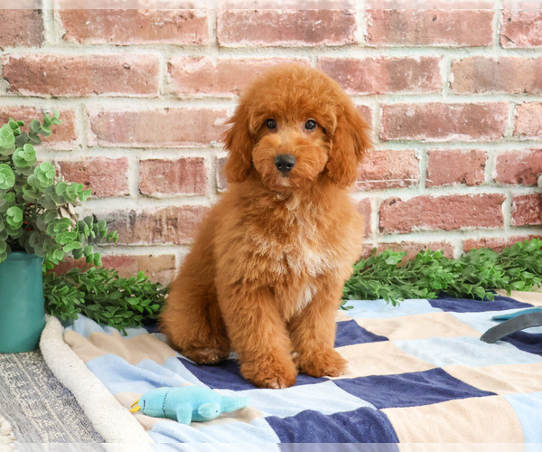 Medium Photo #7 Goldendoodle mix (+ Poodle Miniature) Puppy For Sale in SYRACUSE, IN, USA