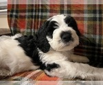 Small Photo #4 Bernedoodle Puppy For Sale in DAYTON, NV, USA