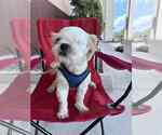 Small #1 Shih Tzu
