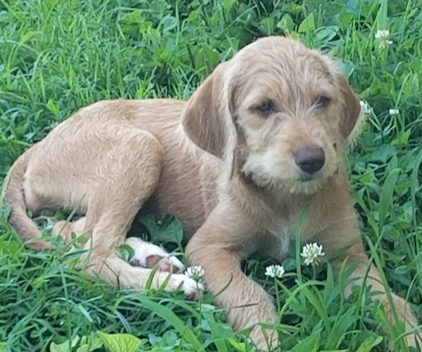Medium Photo #1 F2 Aussiedoodle-Vizsla Mix Puppy For Sale in BEDFORD, IN, USA