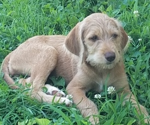 F2 Aussiedoodle-Vizsla Mix Puppy for sale in BEDFORD, IN, USA