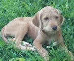 Image preview for Ad Listing. Nickname: Hound