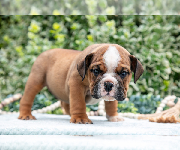 Medium Photo #3 English Bulldog Puppy For Sale in GORDONVILLE, PA, USA