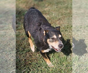 Australian Shepherd-Unknown Mix Dogs for adoption in Sheboygan, WI, USA