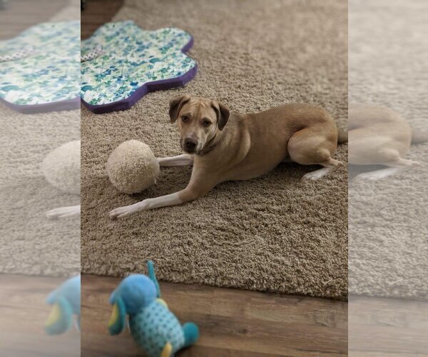 Medium Photo #2 Labrador Retriever-Unknown Mix Puppy For Sale in Greensboro, NC, USA