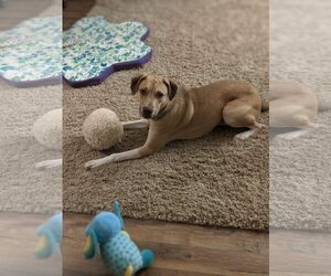 Deacon - Male Boxer-Unknown Mix Dog for Adoption - Photo #2
