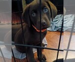 Small Labrador Retriever