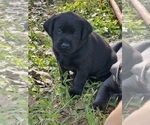 Small #5 Labrador Retriever
