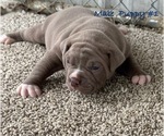 Small #1 American Bulldog