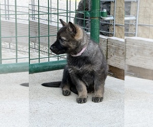 Medium German Shepherd Dog