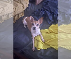 Chihuahua Dogs for adoption in Miami, FL, USA