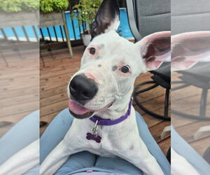 Stevie Nicks - Female Mutt Dog for Adoption - Photo #4