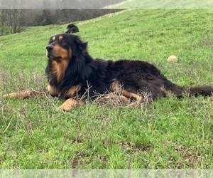 Father of the English Shepherd puppies born on 12/17/2025