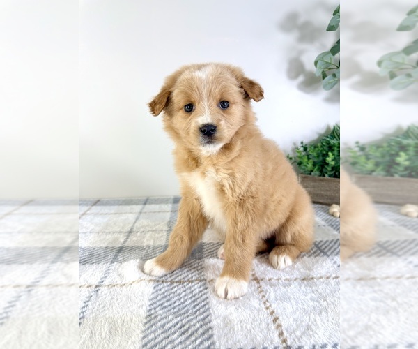 Medium Photo #2 Miniature Australian Shepherd-Pomeranian Mix Puppy For Sale in GREENFIELD, IN, USA