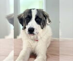 Small #4 Great Pyrenees