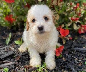 Goldendoodle Puppy for sale in HICKORY, NC, USA